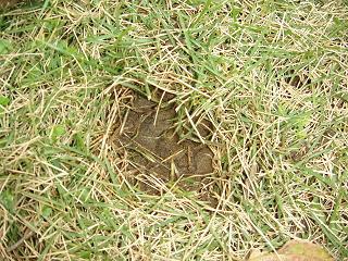 e0090719_18451821.jpg