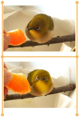 野鳥を拾う、これってやってはいけないことなんだ_c0039924_22551259.jpg