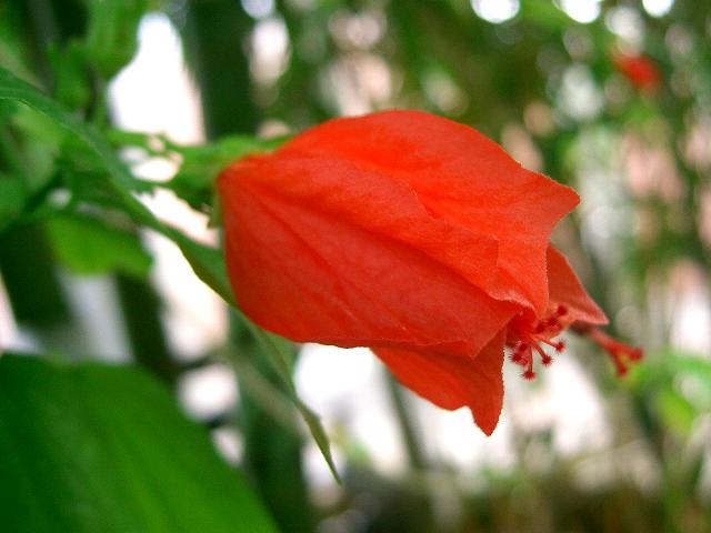 頷き姫芙蓉 ウナズキヒメフヨウ 花の仲間調べ