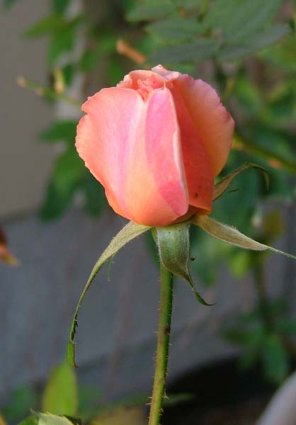 c0045227_2253040.jpg