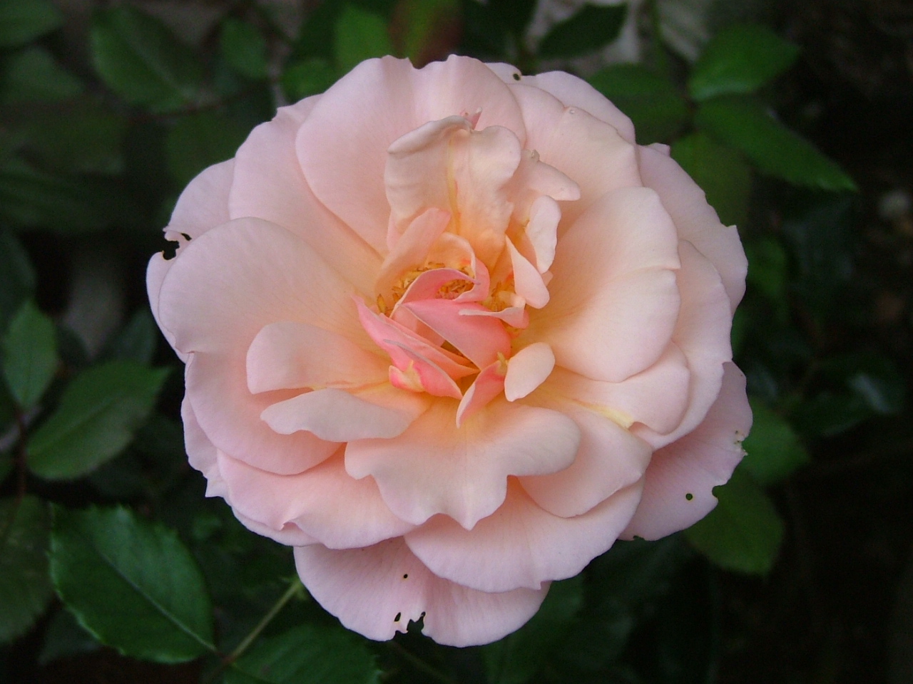 c0045227_225350100.jpg