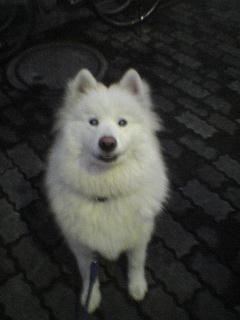 大きい犬は大変?_c0099133_20475549.jpg