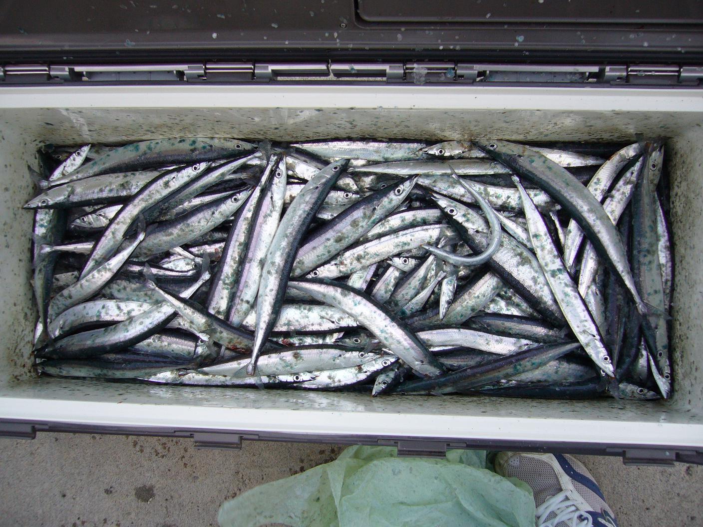 サンマ釣り Kabumaniの気ままなboat Fishing