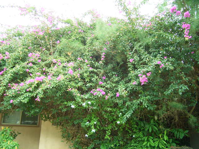 f0020336_191826100.jpg