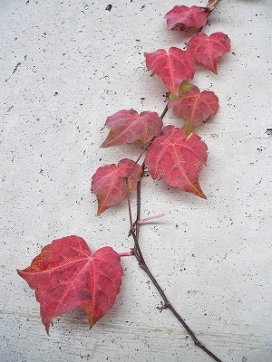 f0029038_0423515.jpg