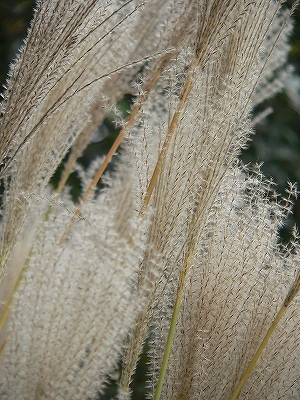 f0029038_0425629.jpg