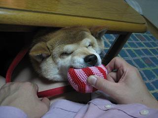 お待たせしました~!_c0049950_9164036.jpg