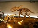 福井県立恐竜博物館_f0103873_5174949.jpg