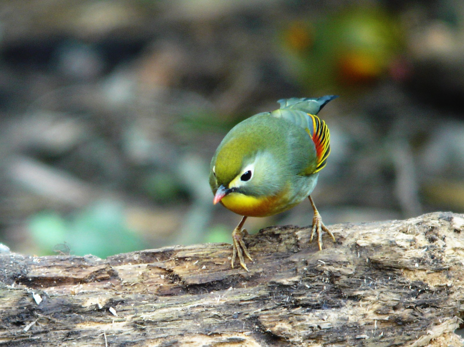 外来種　ソウシチョウ_a0052080_2012306.jpg