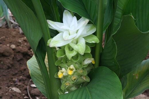 ショウガ科（Zingiberaceae）_e0031500_1162318.jpg