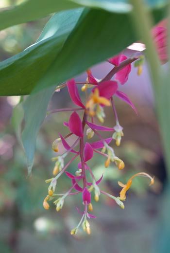 ショウガ科（Zingiberaceae）_e0031500_1163258.jpg