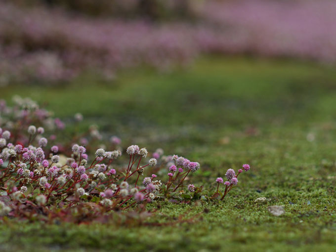 道路脇の野草　ヒメツルソバ_a0037907_21541169.jpg