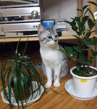 猫と観葉植物（お買い得品）_d0086509_12315145.jpg