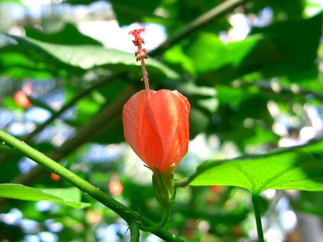 姫芙蓉 ヒメフヨウ 花の仲間調べ