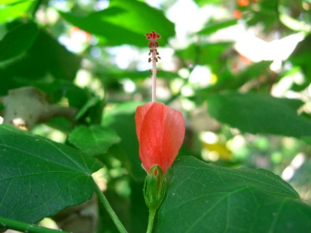 姫芙蓉 ヒメフヨウ 花の仲間調べ