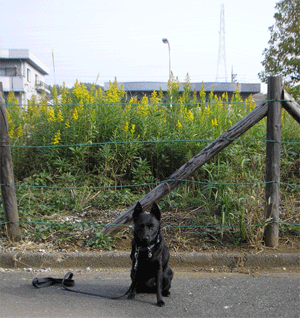 d0049135_11211745.gif