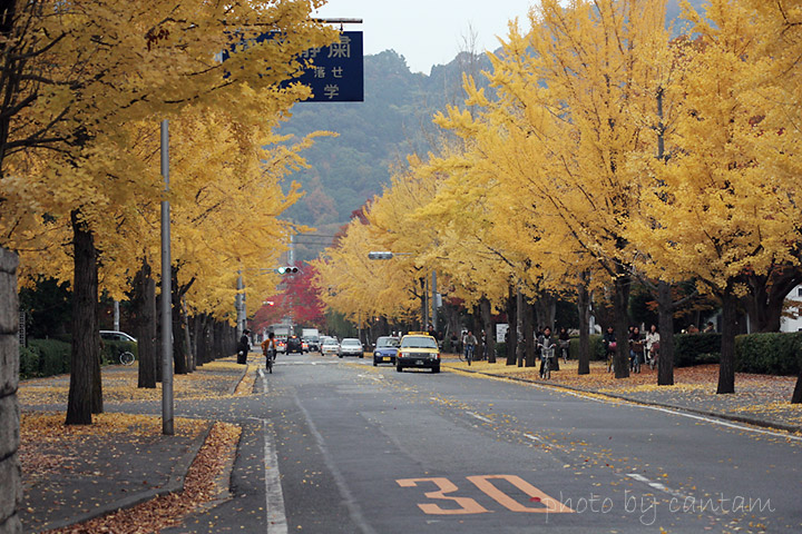 岡山大学のイチョウ並木_f0091955_2358968.jpg