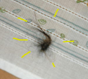 c0075585_22244466.jpg