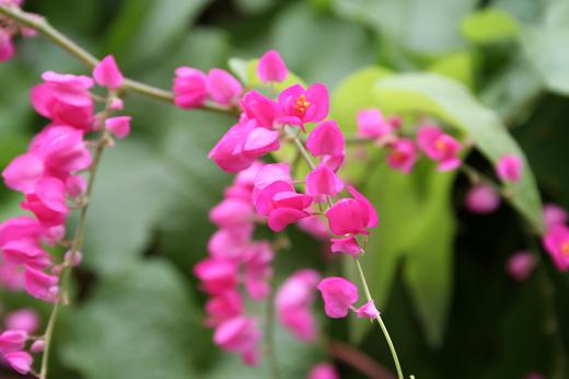 タデ科 Polygonaceae えるだまの植物図鑑