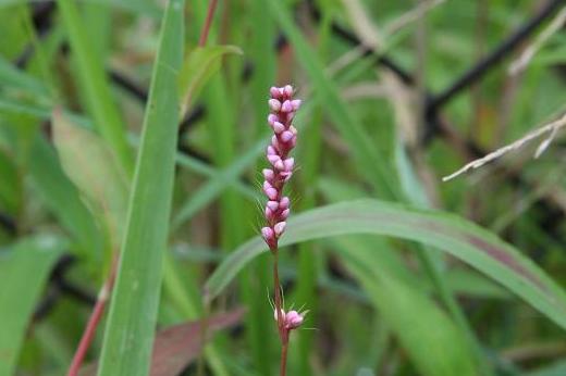 タデ科（Polygonaceae）_e0031500_10264818.jpg