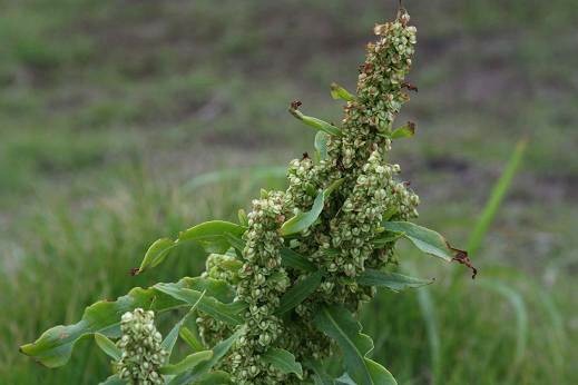 タデ科（Polygonaceae）_e0031500_10275777.jpg