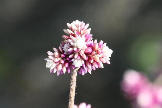 タデ科（Polygonaceae）_e0031500_10373757.jpg