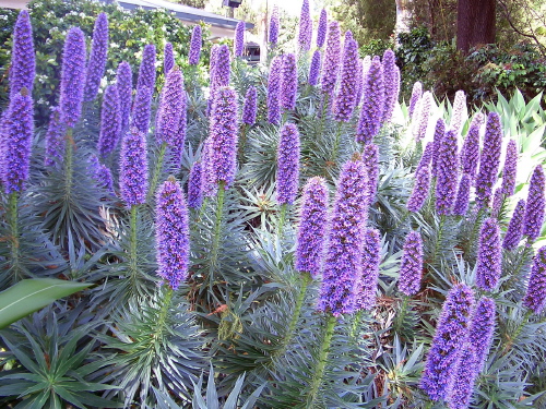 花 エキウム カンディカンス Echium Aff Candicans メルボルン便り