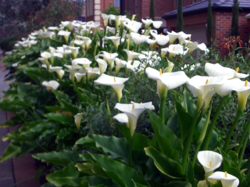 花 カラー Calla Lily メルボルン便り