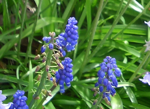 (花)ムスカリ(Muscari, Grape hyacinth)_b0015002_0552519.jpg