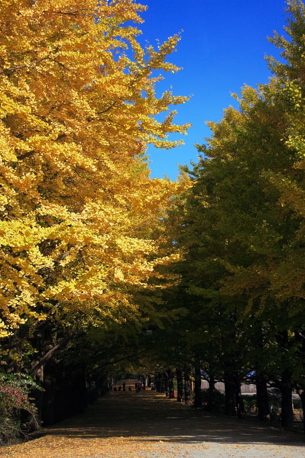 昭和記念公園と東京ドーム_f0035323_1054948.jpg