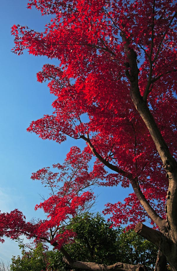 昭和記念公園と東京ドーム_f0035323_1064267.jpg