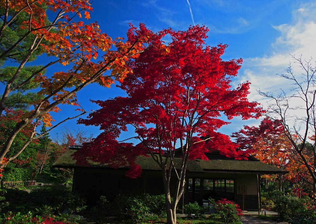 昭和記念公園と東京ドーム_f0035323_106935.jpg