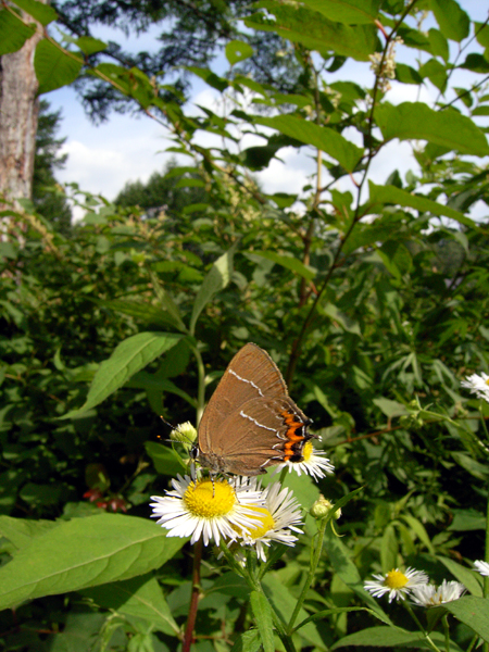 d0054625_1949426.jpg