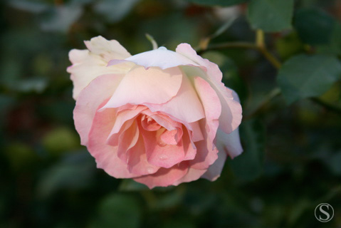 e0021328_10361525.jpg