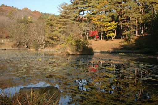 小木津山自然公園の紅葉 2 Kamoのフォトサロン 小木津山自然公園の紅葉 2 Kamoのフォトサロン