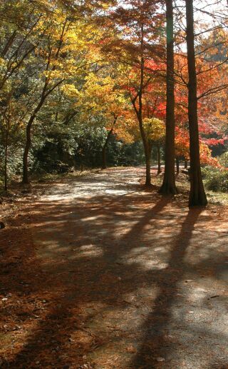 小木津山自然公園の紅葉 2 Kamoのフォトサロン 小木津山自然公園の紅葉 2 Kamoのフォトサロン