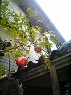 d0042851_0452792.jpg