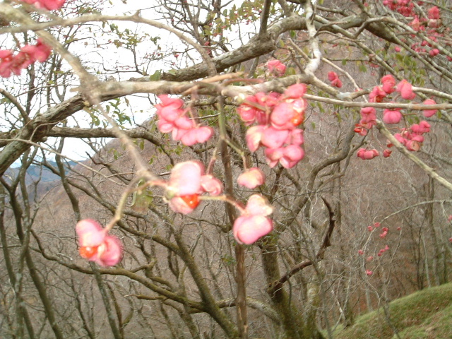 c0097754_2262369.jpg