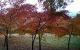 d0006756_10485638.jpg