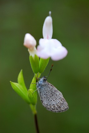 本当に星の池公園も虫がいなくなりました。_f0055257_16181114.jpg