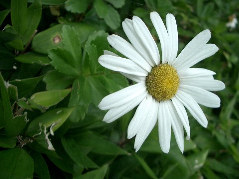 ハマギク(浜菊)_c0085874_17503185.jpg