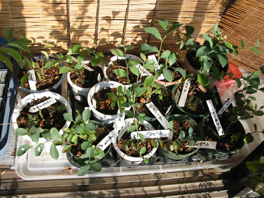 休眠挿し苗の室内栽培 ブルーベリーの育て方 栽培 ブルーベリー ノート Blueberrynote