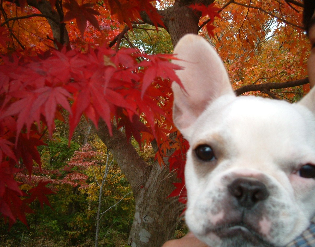 去年の紅葉。_f0050880_23415413.jpg