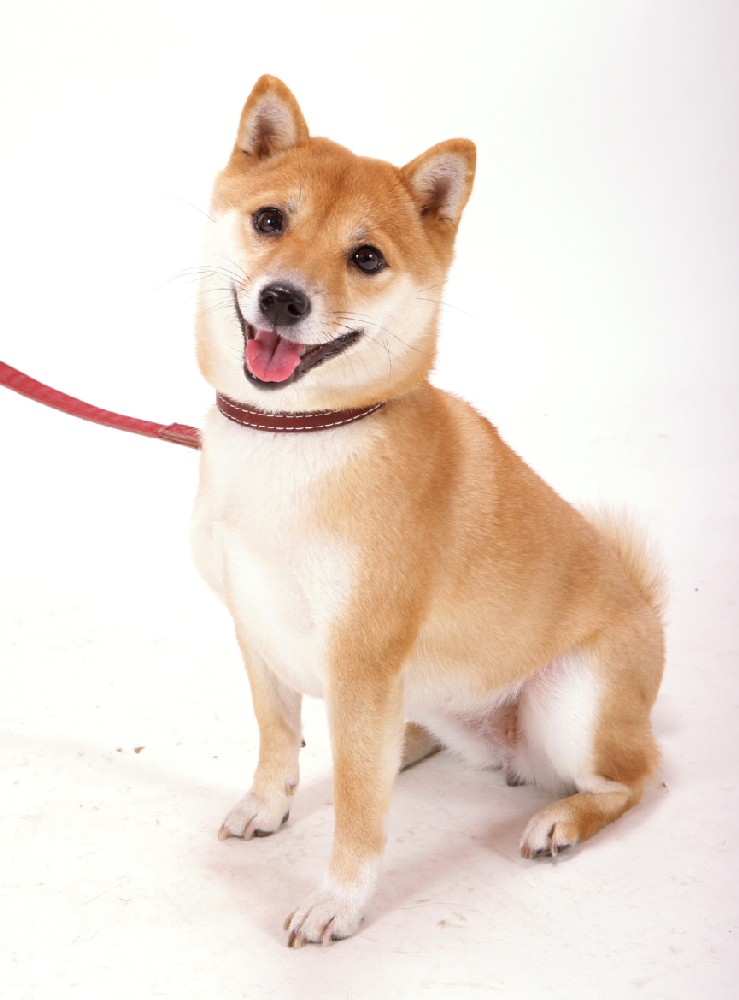 癒し系 モデル系 萌え系 ワンコ 豆柴 さつき の犬っ走り生活記録 癒し系 モデル系 萌え系 ワンコ 豆柴 さつき の犬っ走り生活記録