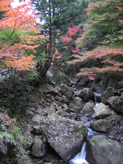 滝の谷（藤枝）紅葉_b0093515_825889.jpg