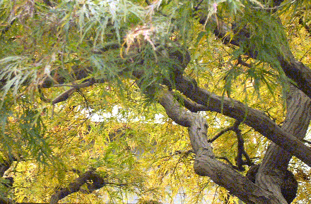 b0023328_1753498.gif