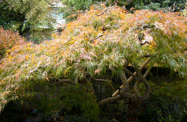 b0023328_17552856.gif