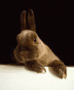 b0037160_14251724.gif