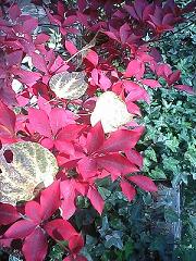 a0091680_10363392.jpg