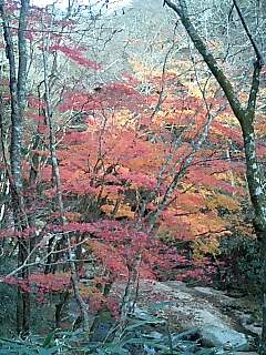 夏井川の紅葉_d0027486_1961766.jpg